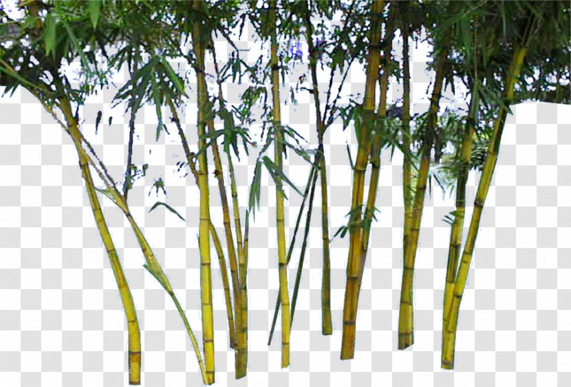 Bamboo Download Google Images - Tree - Golden Transparent PNG