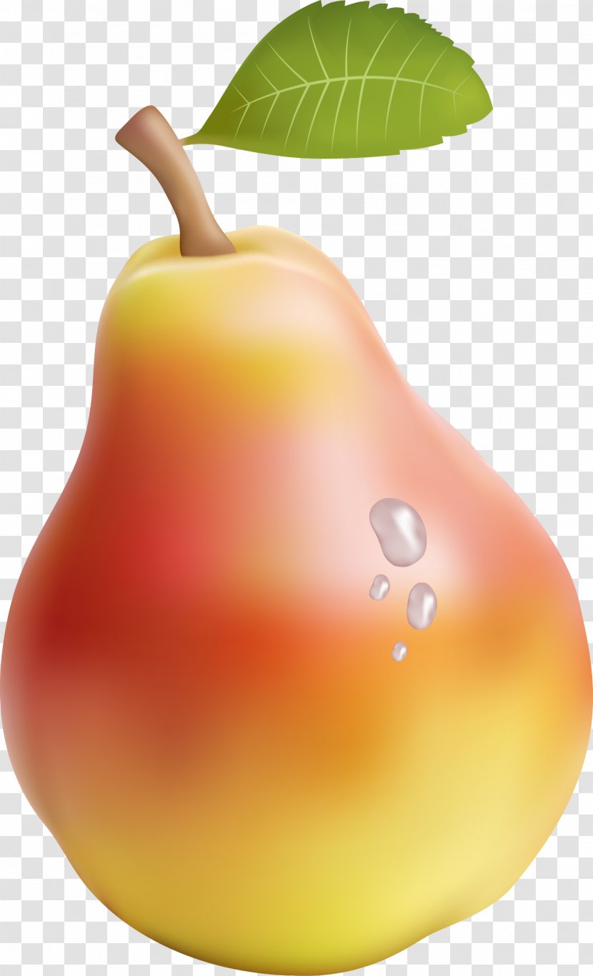 Asian Pear Adobe Illustrator - Fruit - Vector Transparent PNG