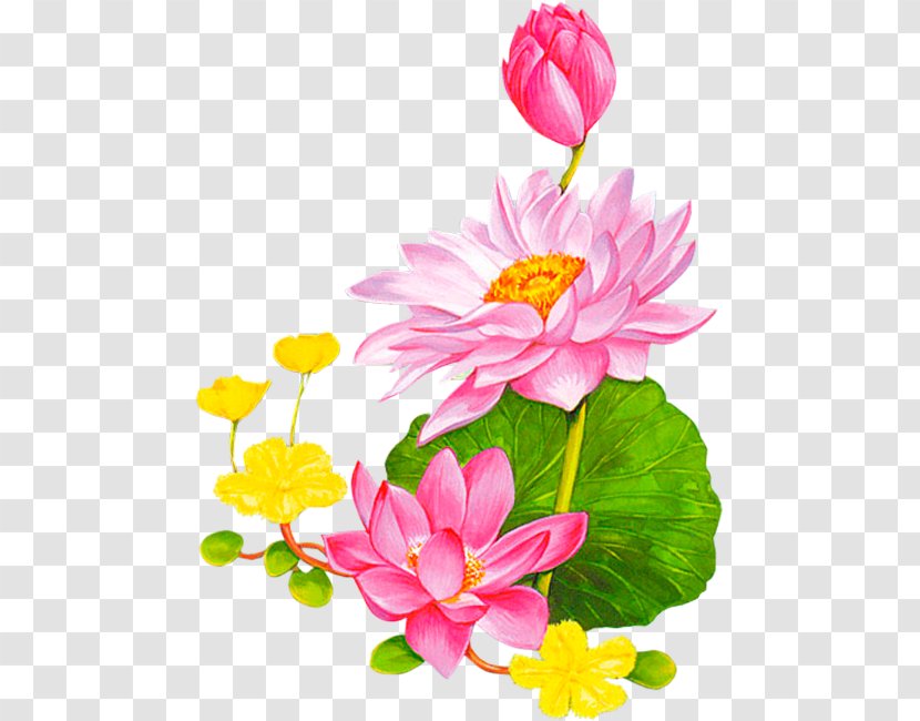 Lotus 43 Nelumbo Nucifera Clip Art - Flower Arranging - Sen Department Of Watercolor Flowers Transparent PNG