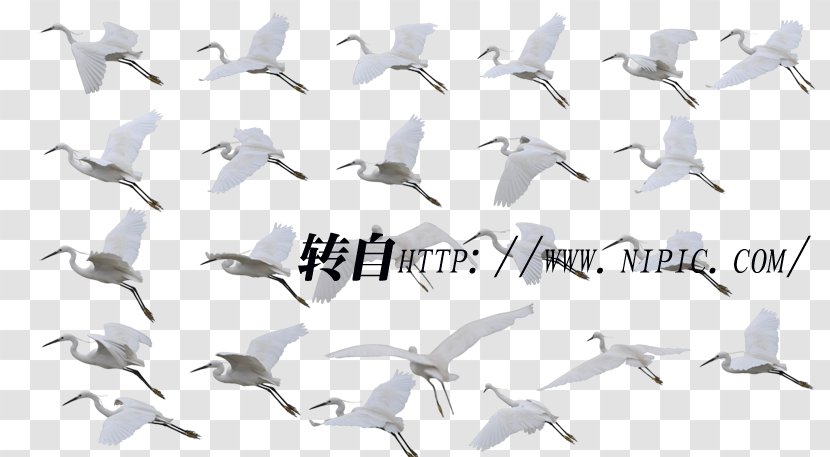 Red-crowned Crane Bird Migration Siberian Transparent PNG