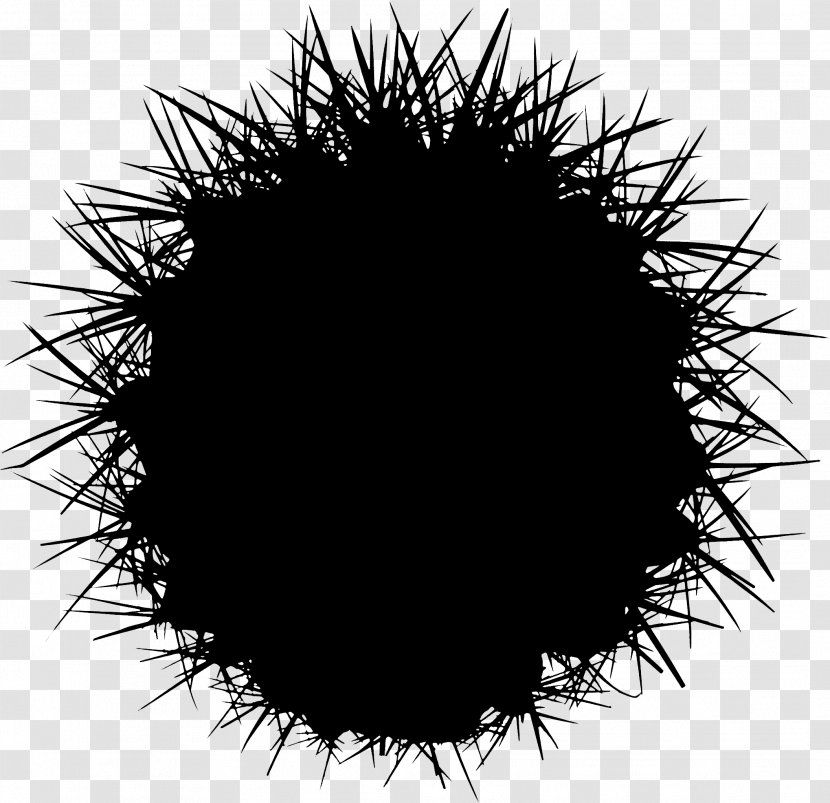 Desktop Wallpaper Computer Font Black M - Sea Urchin - Thorns Spines And Prickles Transparent PNG