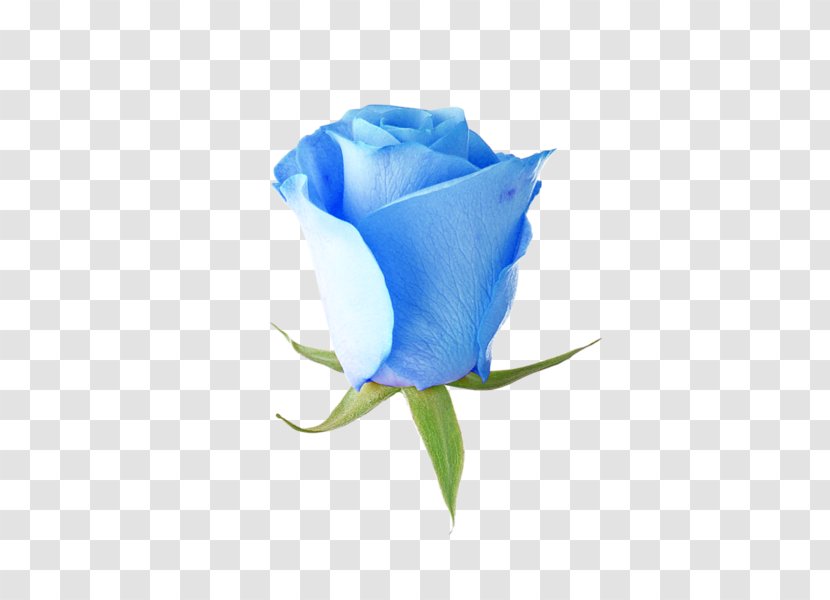 Blue Rose Garden Roses Flower Transparent PNG