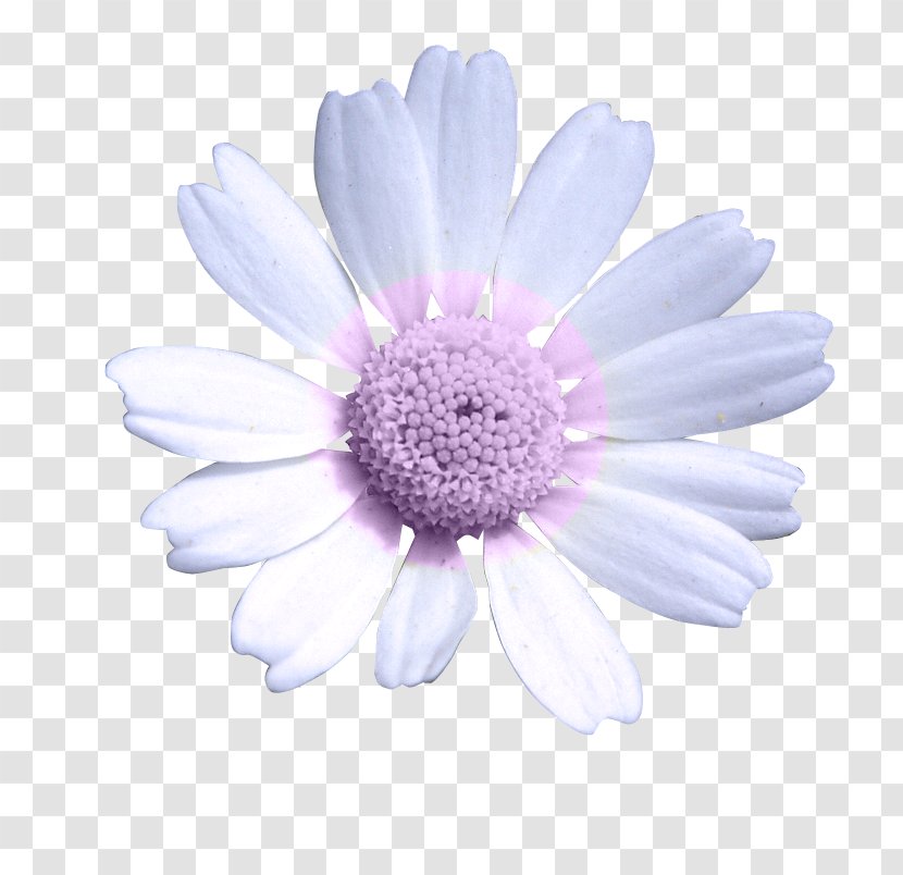 Daisy Family Common Oxeye Chrysanthemum Transvaal - Chrysanths - Pixie Lott Transparent PNG