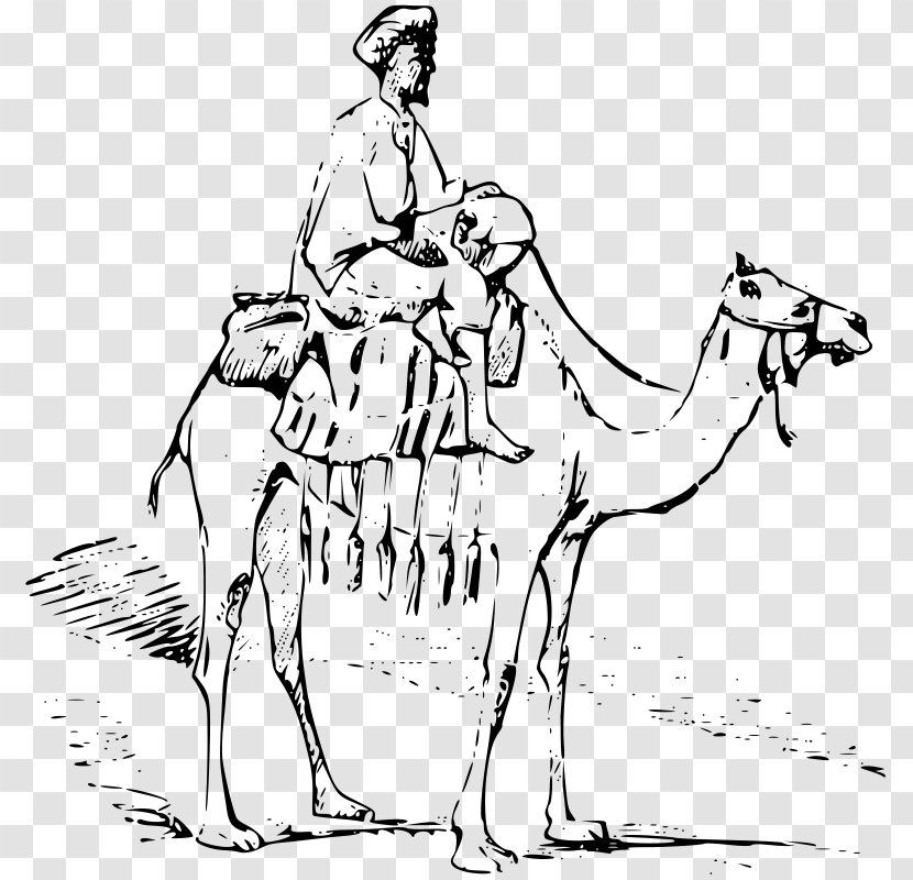 Bactrian Camel Dromedary Drawing Clip Art - Joint - Bedouin Transparent PNG