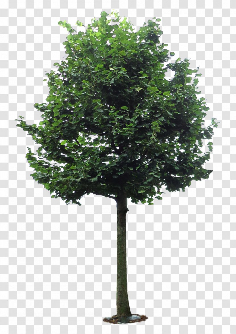 Branch Camphor Tree Transparent PNG