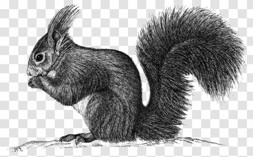 Fox Squirrel Domestic Rabbit Hare Whiskers - Drawing Transparent PNG