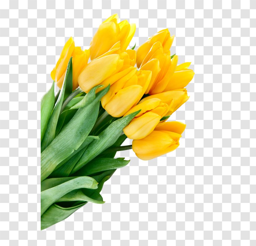 Tulip Flower Bouquet Yellow Desktop Wallpaper Transparent PNG