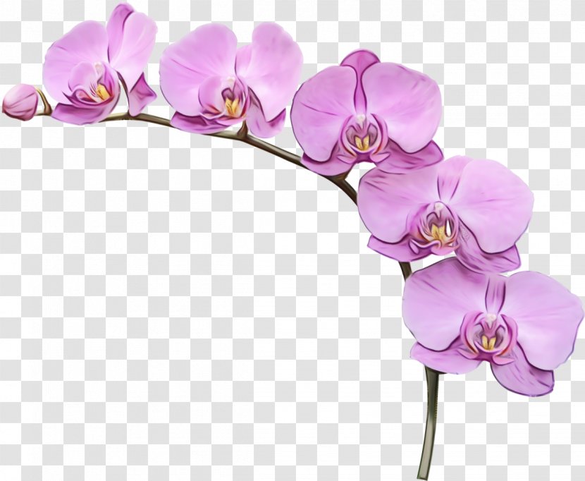 Sweet Pea Flower - Orchid - Cattleya Peas Transparent PNG