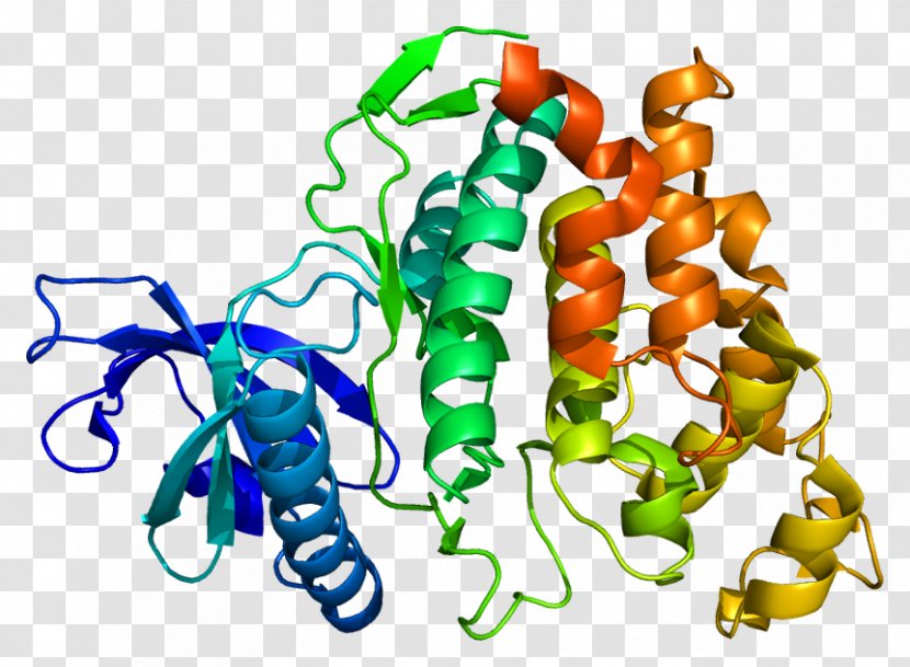 CLK1 Protein Kinase Human Gene - Heart - Frame Transparent PNG