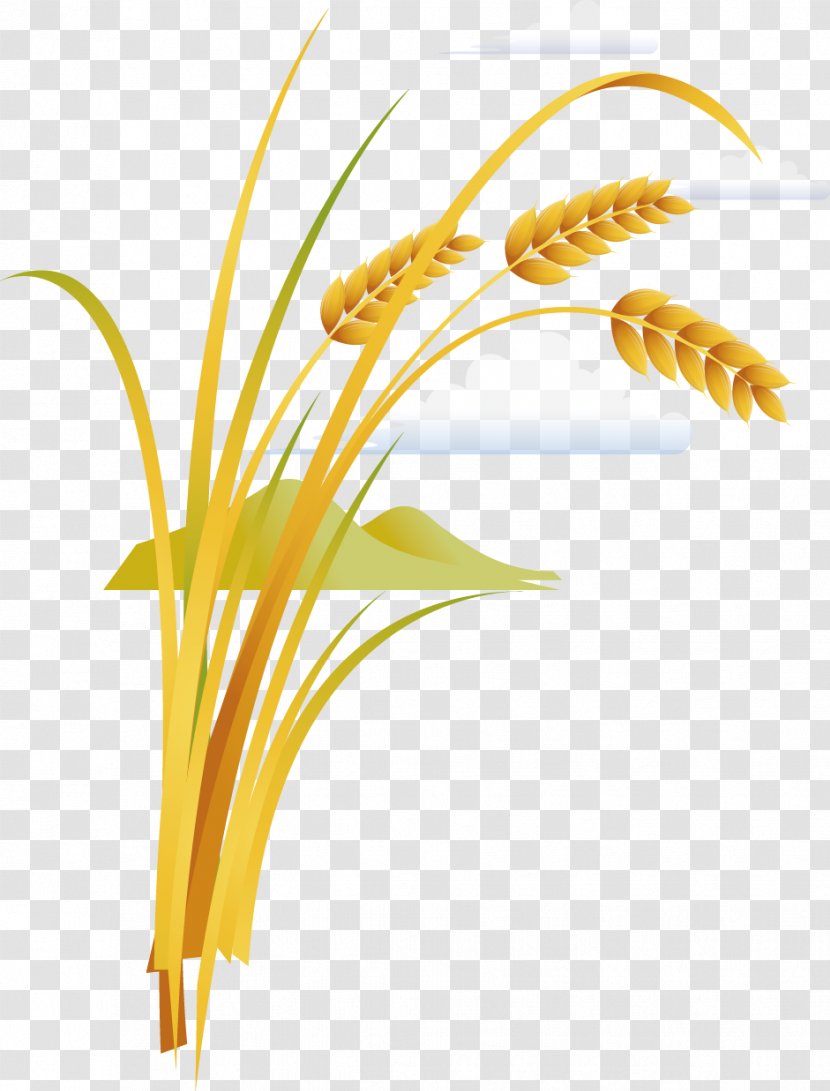 Rice Grauds - Plant - Food Wheat Transparent PNG