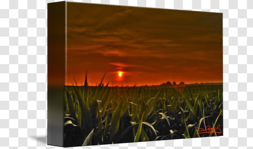 Grasses Energy Flower Sky Plc - Corn Field Transparent PNG