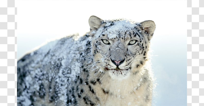Mac OS X Snow Leopard MacBook - Big Cat Transparent PNG