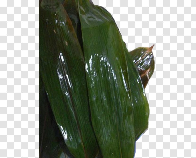 Suman Zongzi Banana Leaf - Search Engine - Natural Growth Of Bamboo Leaves Transparent PNG