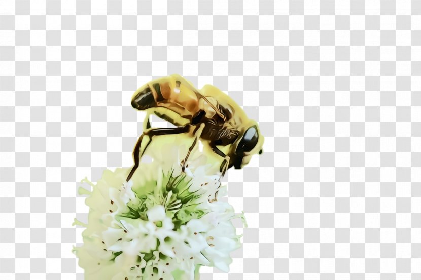 Bumblebee - Hoverfly - Flower Transparent PNG