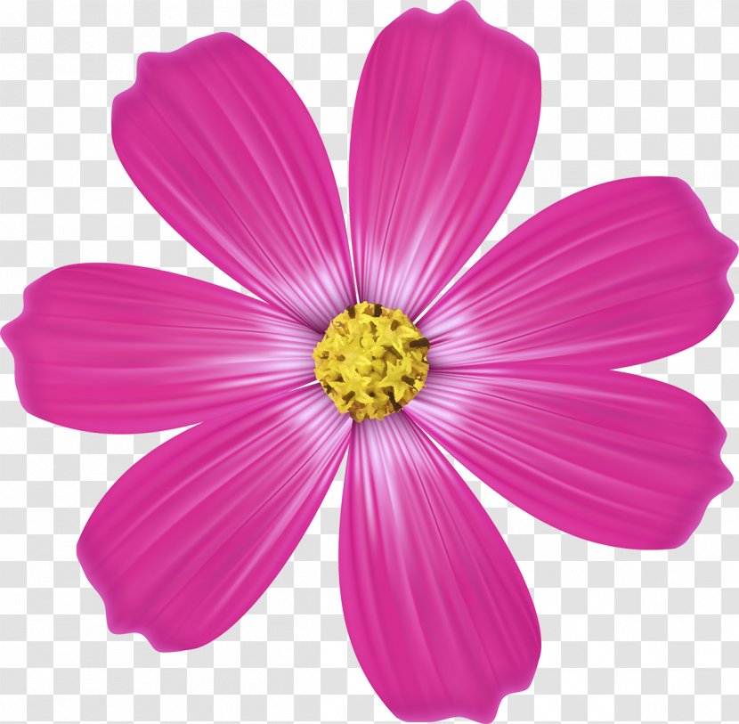 Garden Cosmos Pink M Annual Plant Herbaceous RTV - 背景图 Transparent PNG