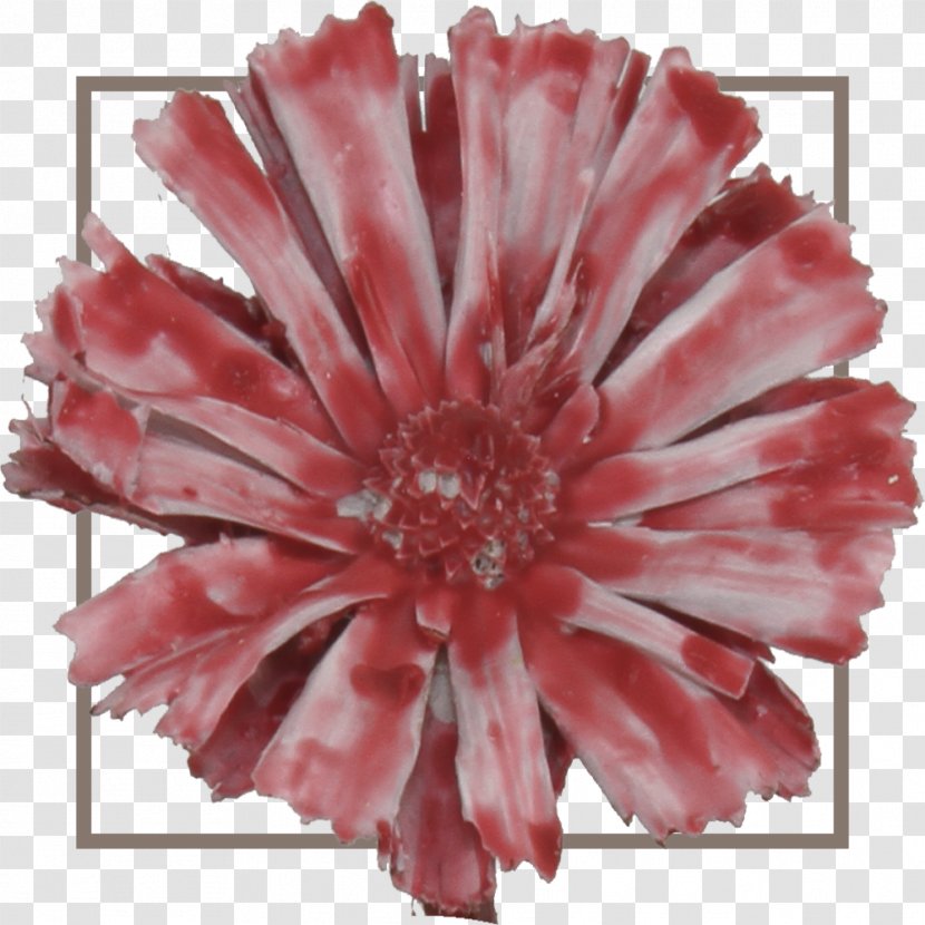 Africa Sugarbushes Red Cut Flowers Green - Carnation Transparent PNG