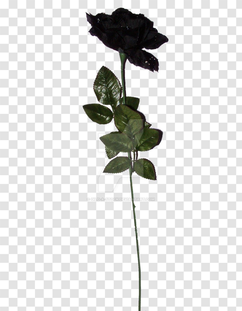 Black Rose Download Transparent PNG