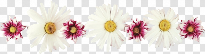 Cut Flowers Flower Pink Plant Petal Transparent PNG