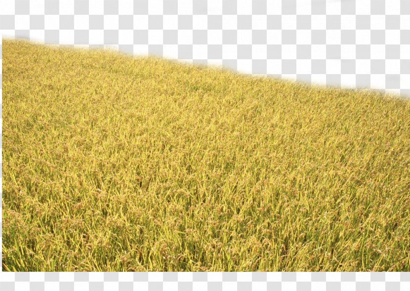 Crop Rice Paddy Field Food - Commodity - Golden Autumn Transparent PNG