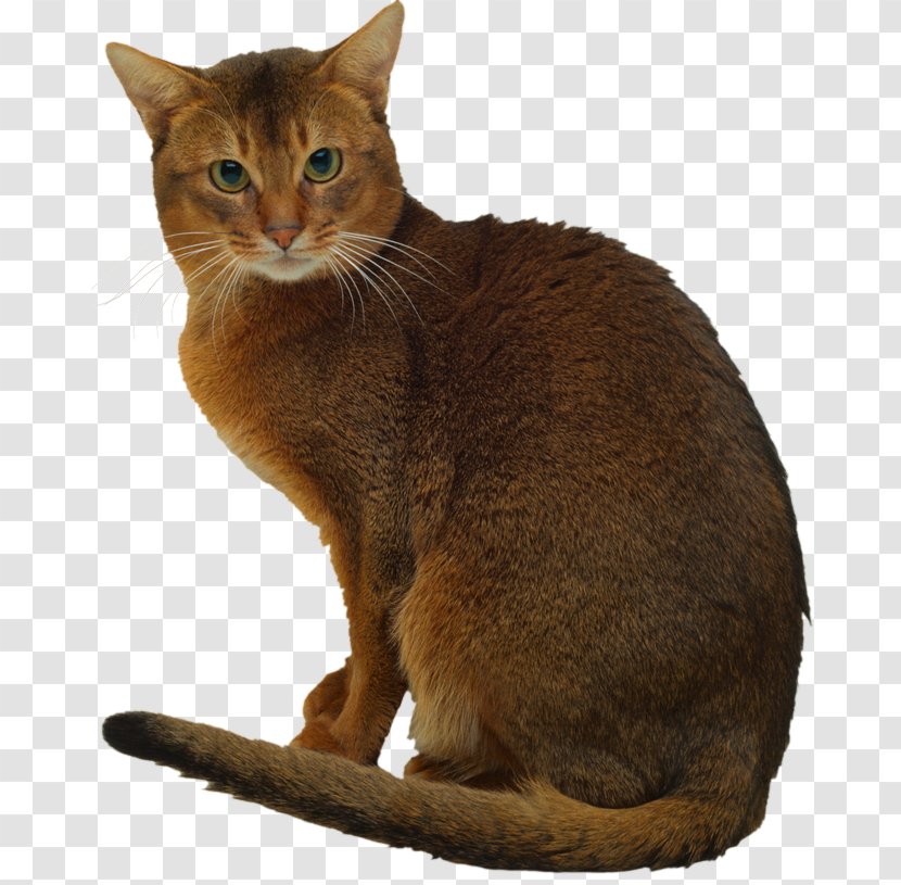 Abyssinian Cat LaPerm Ocicat Snowshoe Kitten Transparent PNG