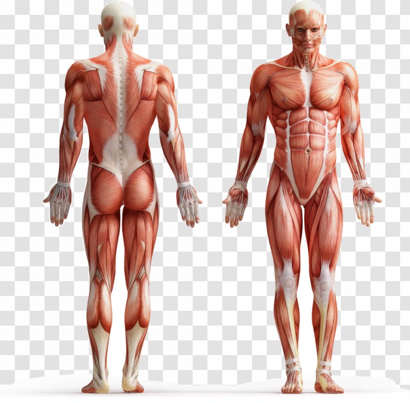 Human Body Muscle Tissue Muscular System Fluid - Silhouette - Cartoon Transparent PNG