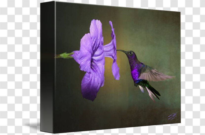 Hummingbird Canvas Print Work Of Art Transparent PNG