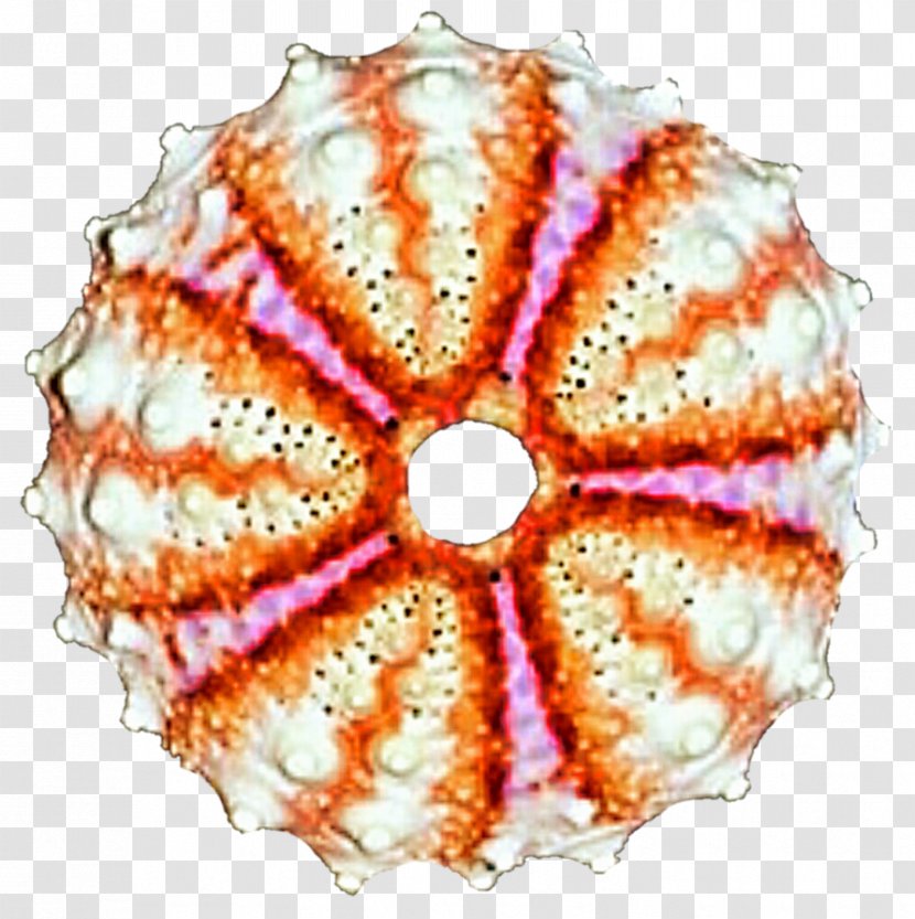 Invertebrate Circle Symmetry Point Pattern Transparent PNG