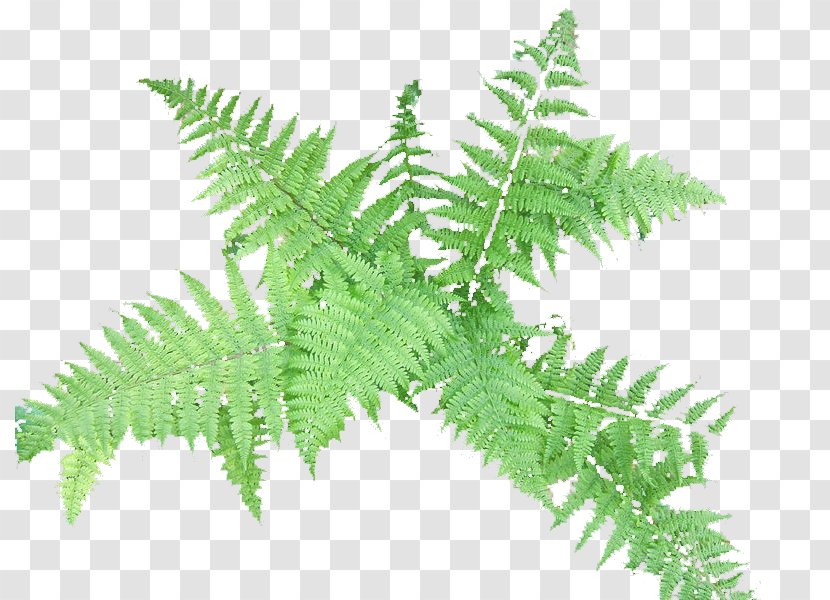 Ostrich Fern Christmas Ally Vascular Plant Transparent PNG