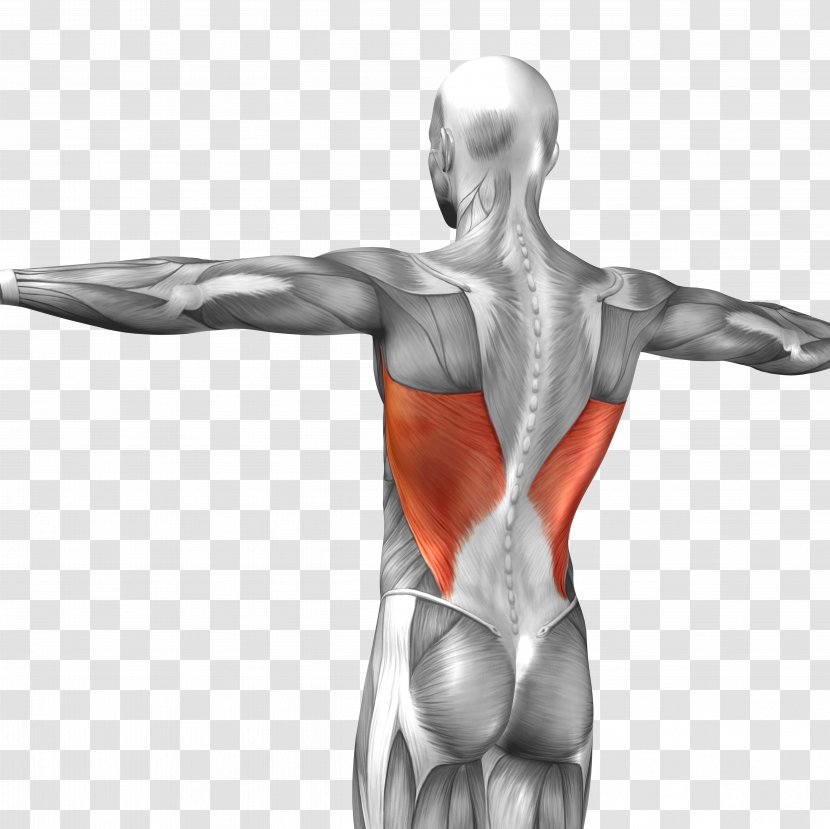 Latissimus Dorsi Muscle Triceps Brachii Rectus Abdominis Anatomy - Flower - 3d Man Body Transparent PNG