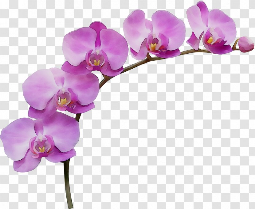 Wallpaper Interior Design Services Fototapet Accent Wall - Purple - Artificial Flower Transparent PNG