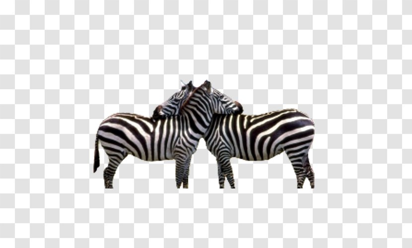 Zebra Jokes! Baby Wildebeest Gorilla Transparent PNG