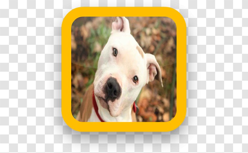 American Pit Bull Terrier Puppy Dog Breed - Yorkshire Transparent PNG