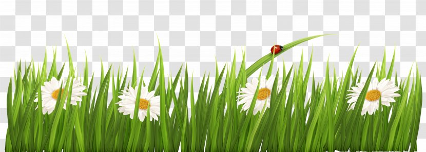 Wheatgrass Meadow Commodity Computer Wallpaper - Blog - White Flowers With Grass Transparent Clipart Transparent PNG