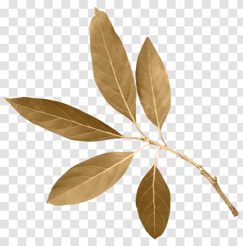 Leaf Image Download Clip Art - Designer Transparent PNG