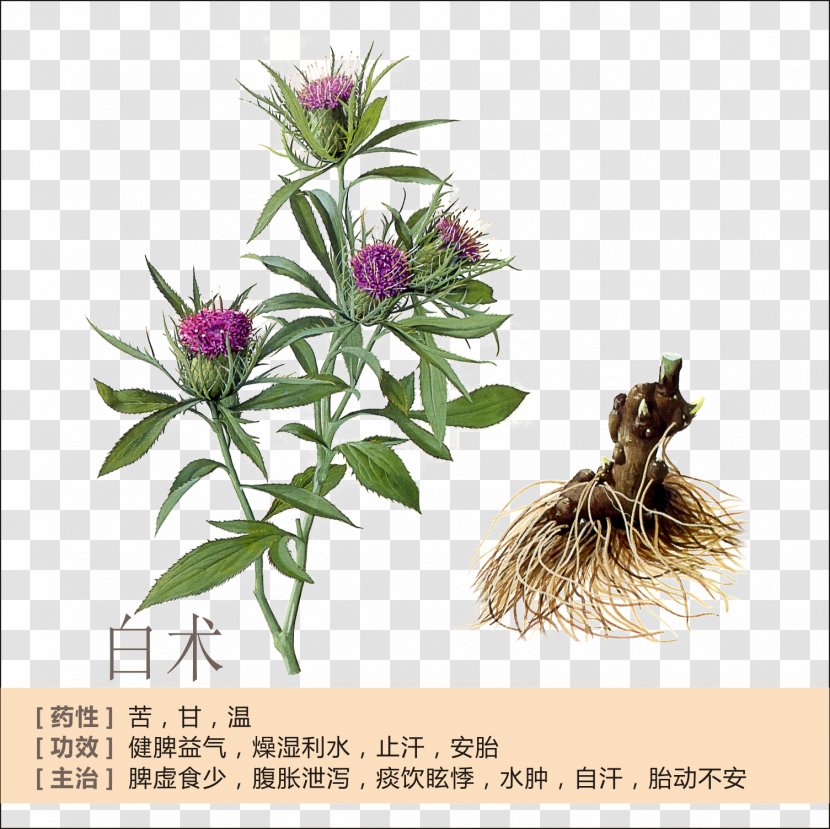 Bai Zhu Atractylodes Lancea Rhizome Herb Traditional Chinese Medicine - Thistle - Profile Transparent PNG