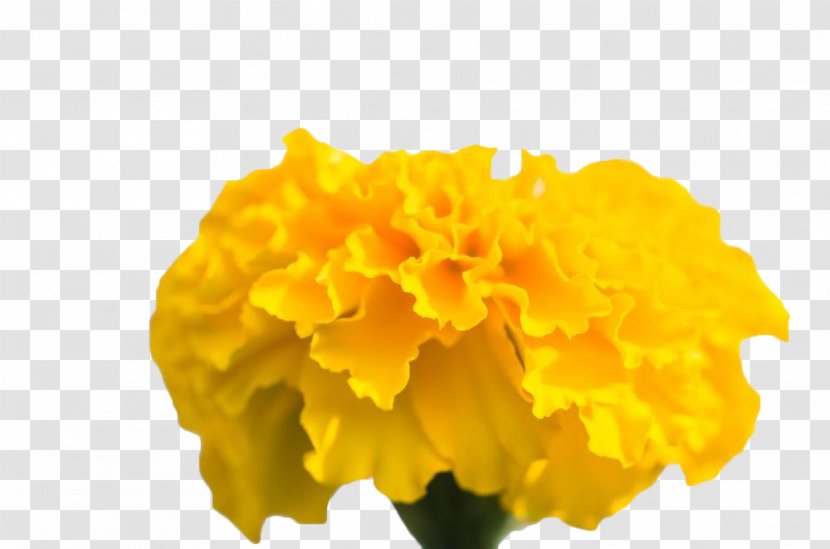 Chrysanthemum Yellow Mexican Marigold Transparent PNG