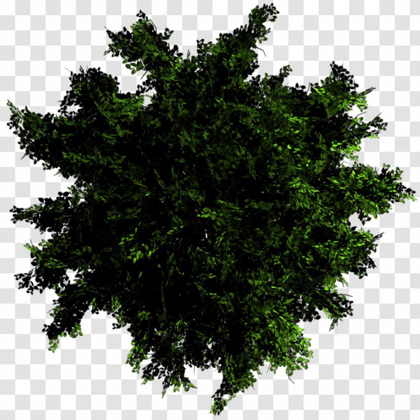 Gondomar, Portugal Texture Mapping Tree Alpha - Leaf - Eucalyptus Transparent PNG