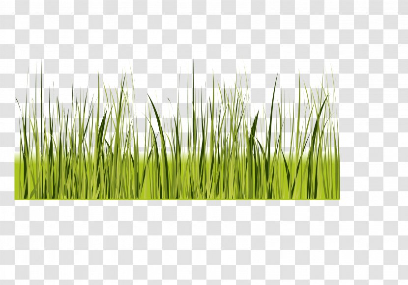 Green - Grass Family - Vector Decoration Border Shading Transparent PNG