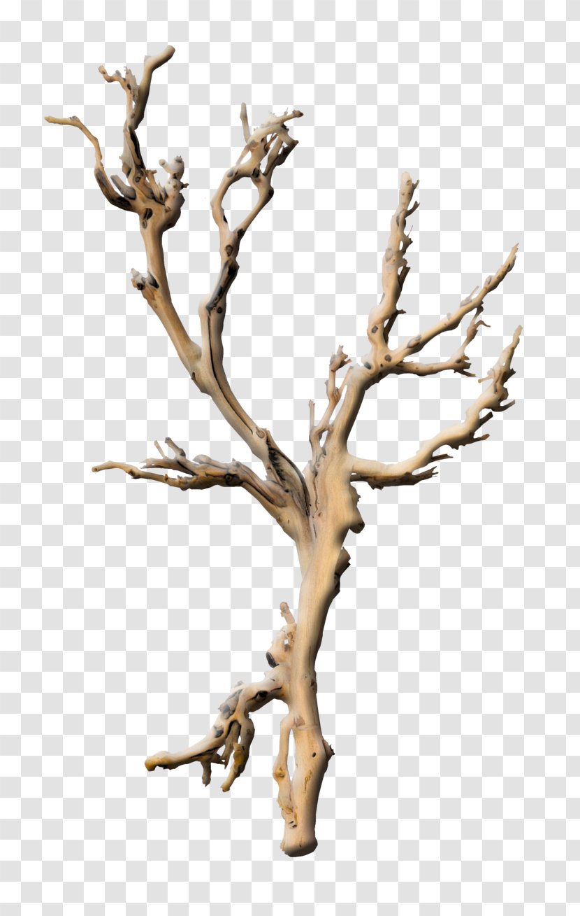 Branch Tree Plant Root Twig - Picture Frames - Branches Transparent PNG