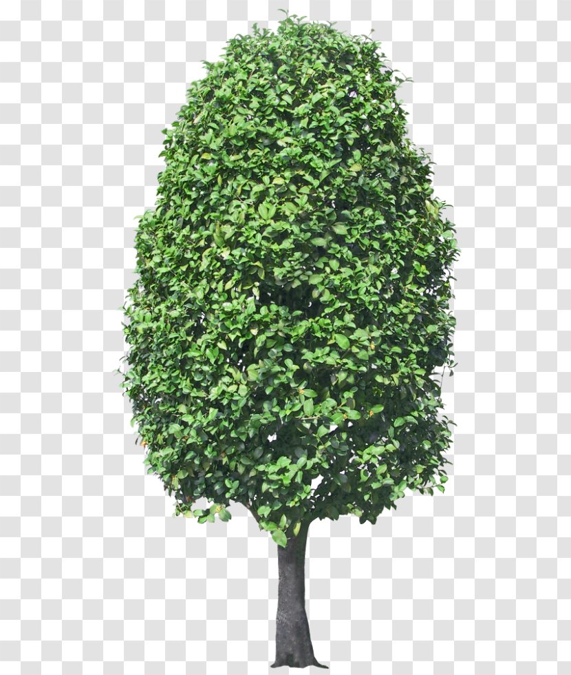 Mediterranean Cypress Clip Art Image Tree - Spruce Transparent PNG