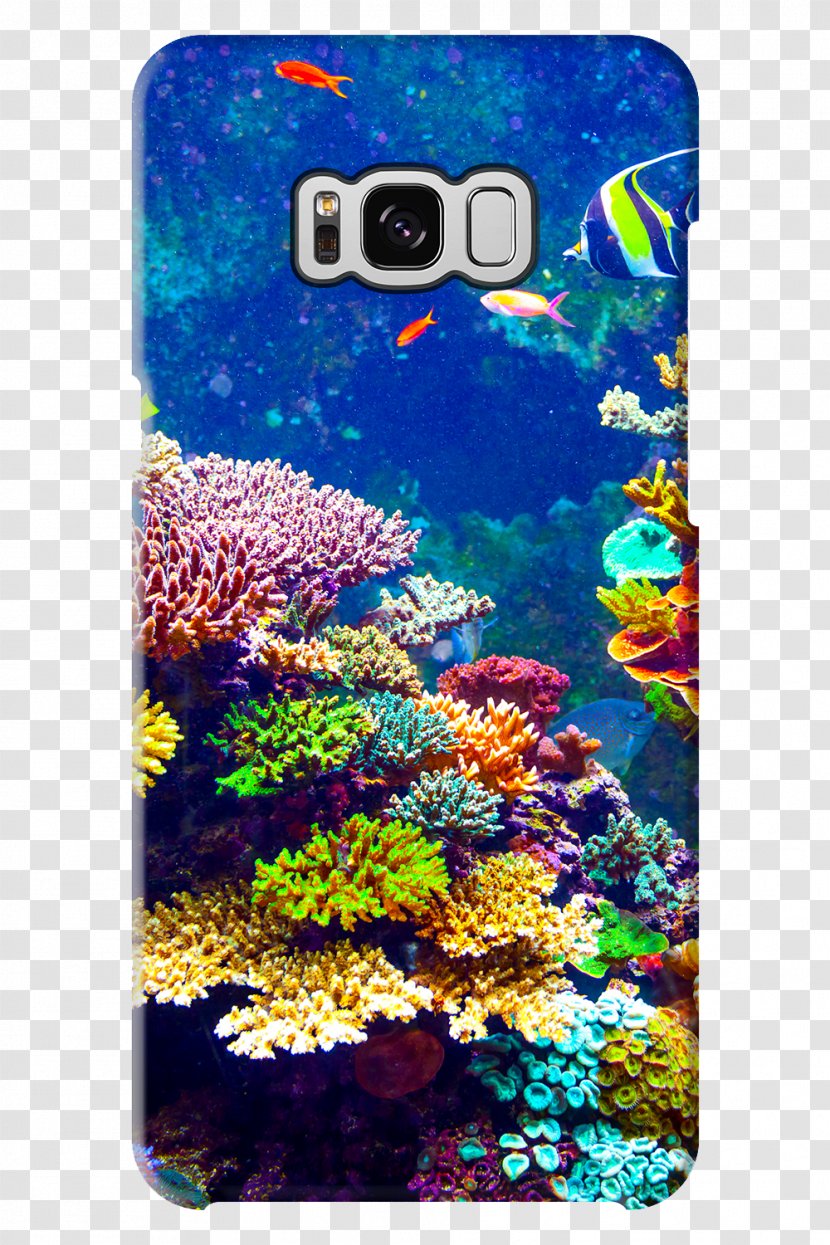 Fauna Flora Coral Reef Silicon X-tal Reflective Display - Home Theater Projectors - Aquarium Transparent PNG