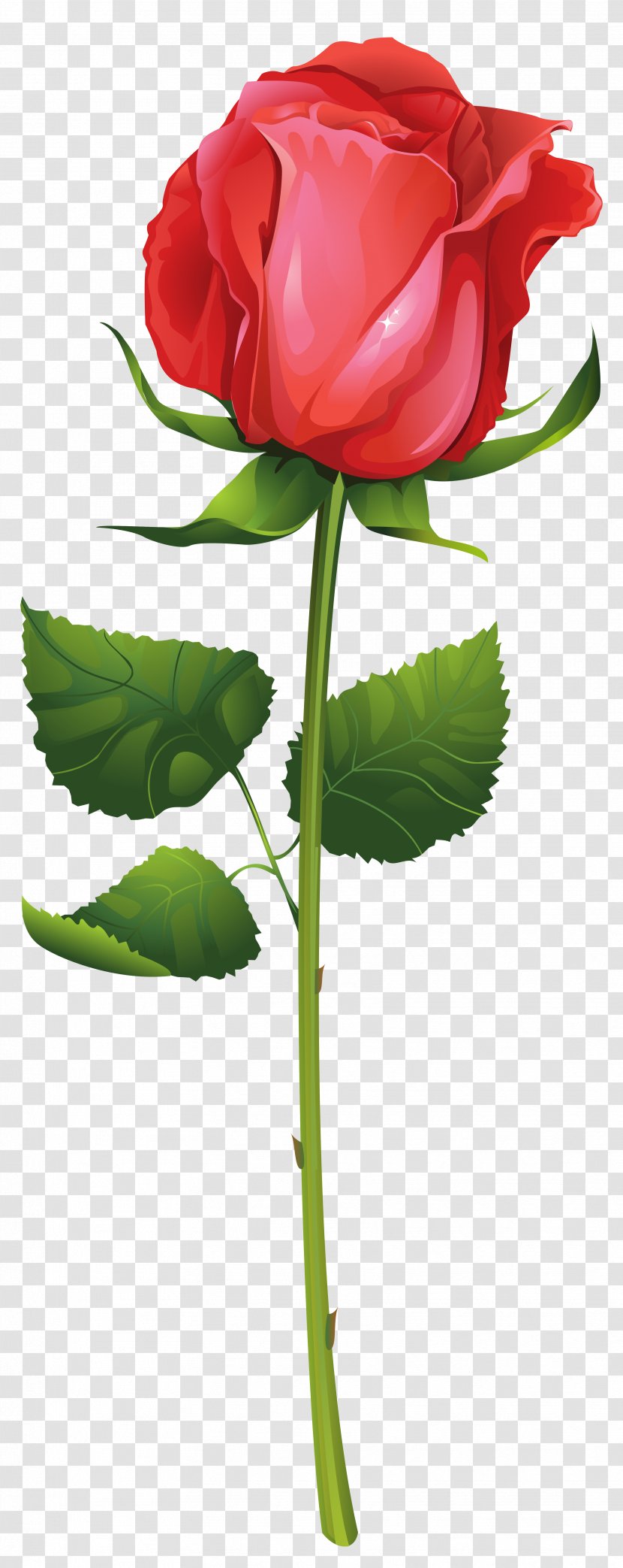 Rose Flower Plant Stem Clip Art - Family - With Image Transparent PNG