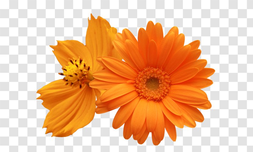 Transvaal Daisy Common Family Flower Clip Art - Yellow Transparent PNG