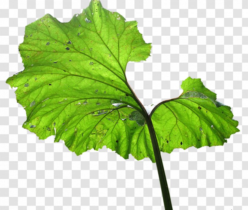 Spring Greens Plant Pathology Leaf Herb Transparent PNG