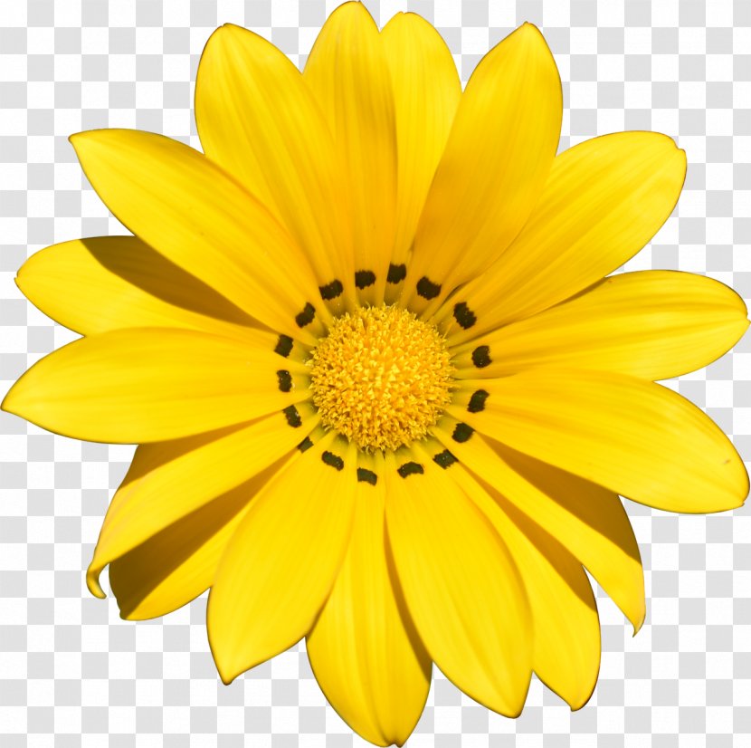 Stock.xchng Clip Art Flower Image Daisy Family - Chrysanths Transparent PNG