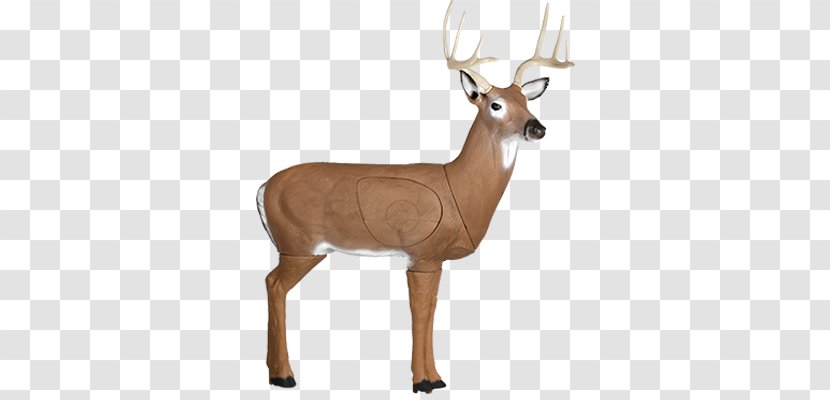 White-tailed Deer Hunting Target Archery Transparent PNG