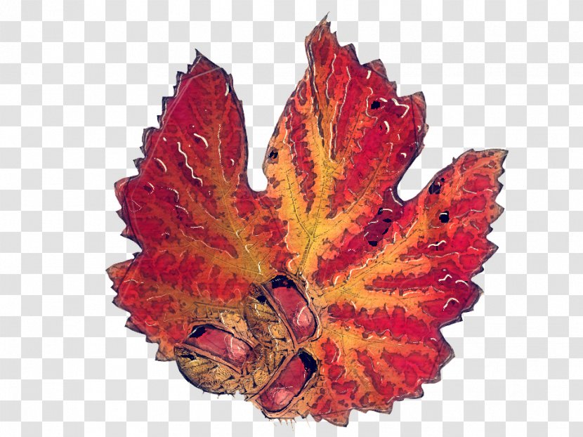 Autumn Leaf Blog Deciduous Season - Plane Maple Transparent PNG