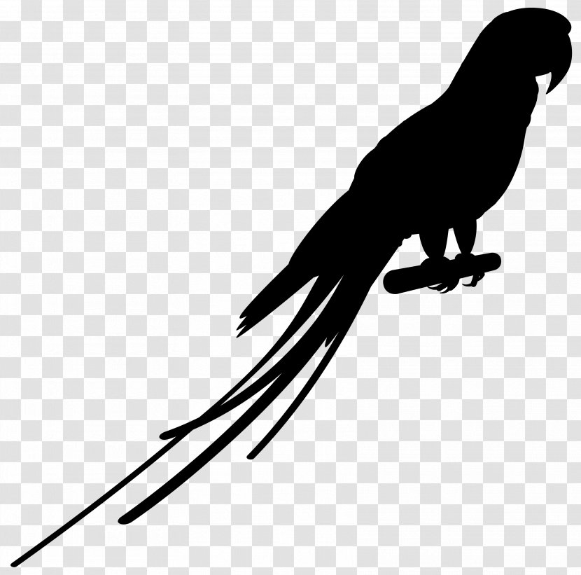Beak Bird Of Prey Feather Clip Art - Silhouette - Budgie Transparent PNG