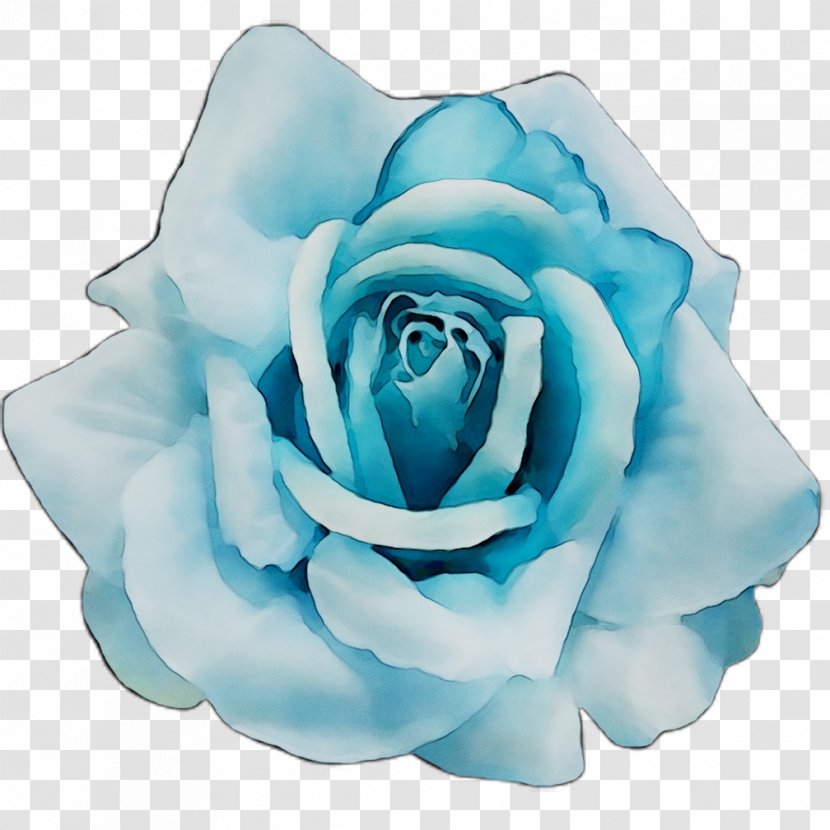 Blue Rose Garden Roses Cabbage Cut Flowers - Floribunda Transparent PNG