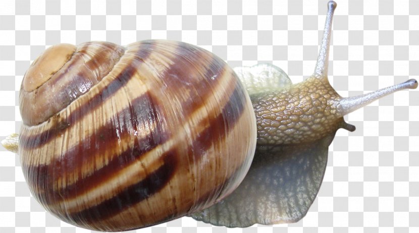 Emerald Green Snail Gastropods Seashell - Blog Transparent PNG